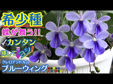 園芸 ブルーウッドアスター、ハートリーブアスター