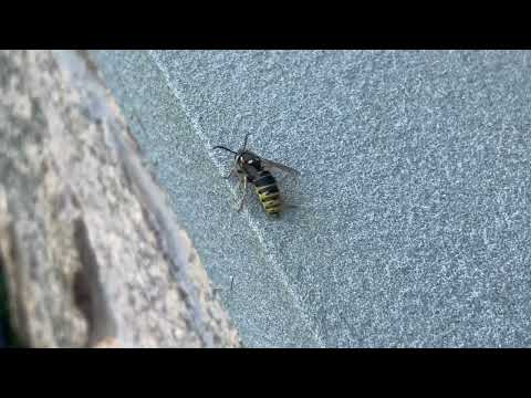 Oh Look A Yellow Jacket Nest in Jackson, NJ