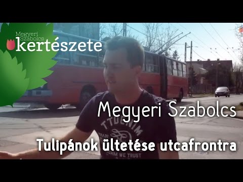 Tulipánok ültetése utcafrontra - Megyeri Szabolcs Kertészet