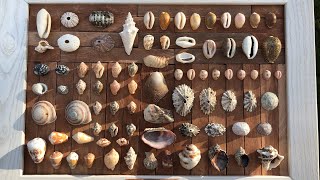 shells I found in Puerto Rico used to make a shell display -how I make shell displays