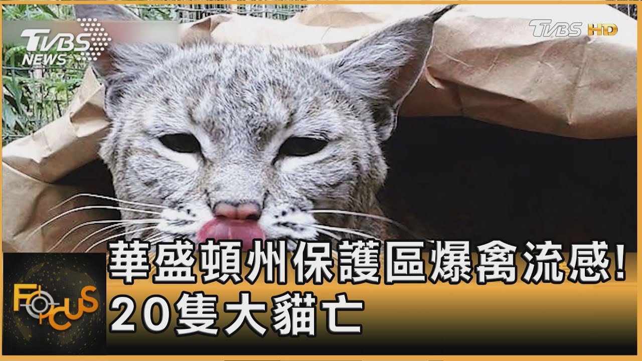 華盛頓州保護區爆禽流感！20隻大貓亡