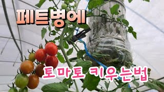 페트병에 방울토마토 간단하게 키우는법 베란다텃밭