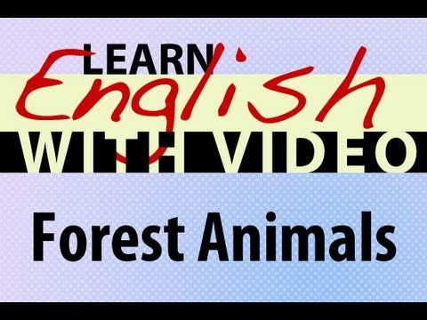 Learn English with Video - Forest Animals