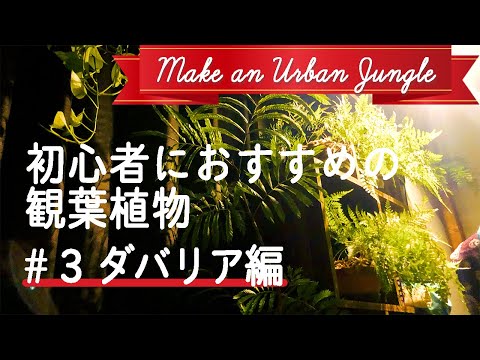 ホワイトグースフット 植物