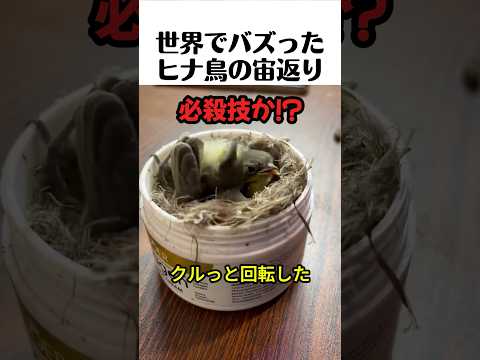 ヒナ鳥の驚くべき習性🐣