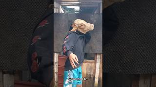 Download lagu BECAUSE OF BEING DISOBEDIENT TOWARDS HER PARENTS, HER HEAD WAS CURSED TO BE AN ANIMAL'S HEAD mp3 Download lagu BECAUSE OF BEING DISOBEDIENT TOWARDS HER PARENTS, HER HEAD WAS CURSED TO BE AN ANIMAL'S HEAD mp3