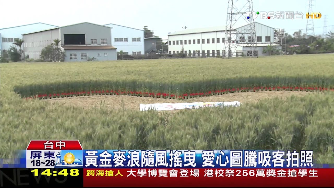 黃金麥浪隨風搖曳 愛心圖騰吸客拍照