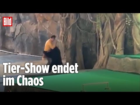 BLUTIGER SKANDAL: Bär dreht durch und zerfleischt Pfleger – Zoo schockiert mit Reaktion