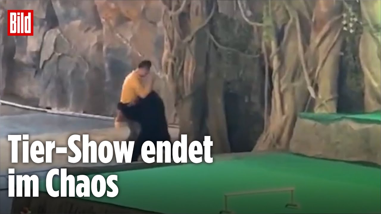 China: Bär attackiert Zoo-Wärter