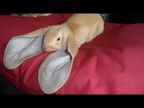, title : '7 Razas De Conejos Más Extrañas Del Mundo'