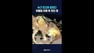 늑구 드디어 잡았다..비탈길 아래 축 처진 채 #shorts