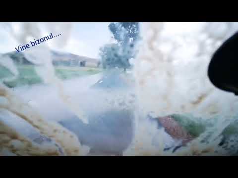 Bizonul... - Nicolae Bălcescu, jud. Tulcea