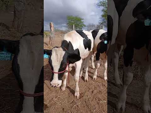 GARROTE DE INSEMINAÇÃO A VENDA 87981470453 LOCAL ITAIBA PE