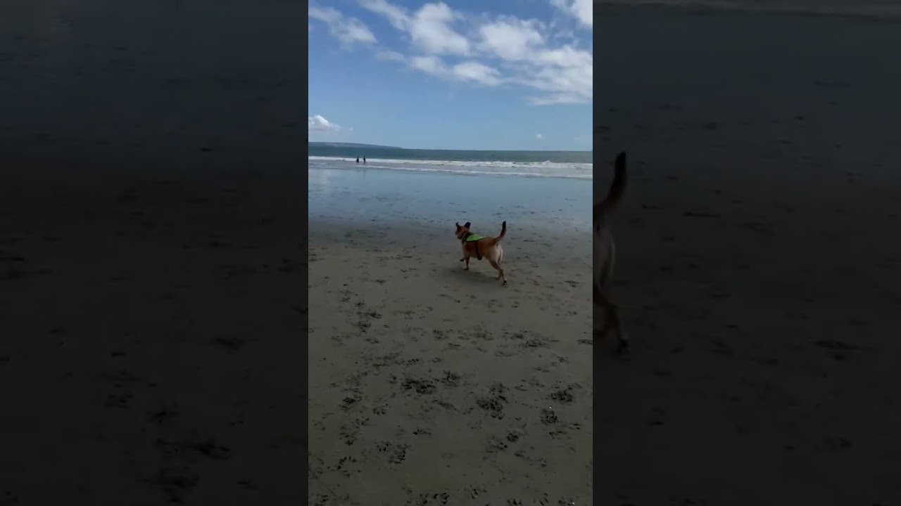 Enlarge Toby, a Adoptable mixed breed in San Diego, CA video 6/6