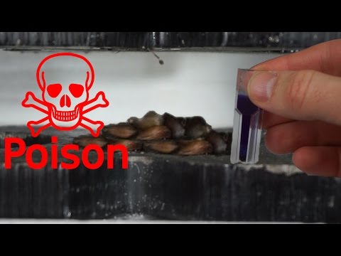 Extracting Cyanide From Apple Seeds With Hydraulic Press Video