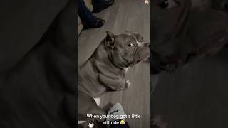 Download lagu Anjing yang punya sikap 🐶🤣#lucu #petsrule #anjinglucu #hewanpeliharaan #kehidupananjing #anjinglucu #hewanlucu mp3