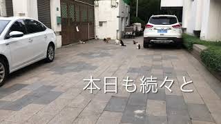 ノラ猫達、美味しいごはんをくれる猫姐さんの出待ち中。なかなか圧巻です。