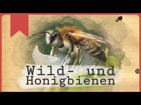 , title : 'Wild- und Honigbienen - Insecticon'