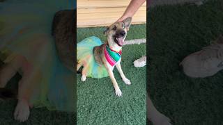 Video preview image #1 Siberian Husky-Unknown Mix Puppy For Sale in phoenix, AZ, USA