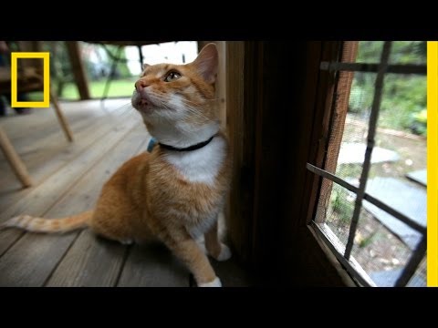 YouTube video about: How far do neutered male cats roam?
