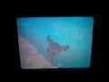 Opening To The New Adventures Of Winnie The Pooh Volume 2 The Wishing Bear 1989 VHS