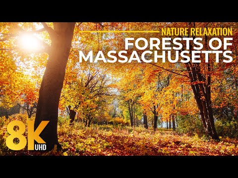 Massachusetts Autumn Forests 8K | Golden Fall Foliage & Real Nature Sounds for Relaxation