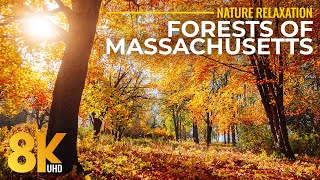 Massachusetts Autumn Forests 8K | Golden Fall Foliage & Real Nature Sounds for Relaxation