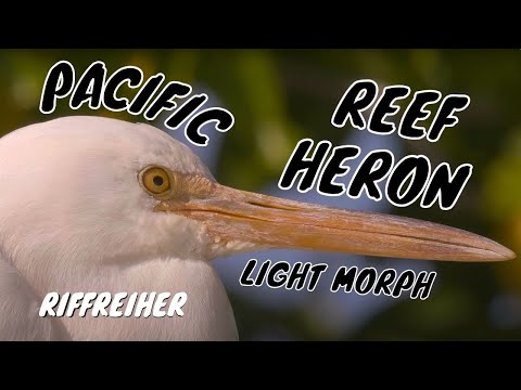 Pacific Reef Heron (Egretta sacra) / Riffreiher