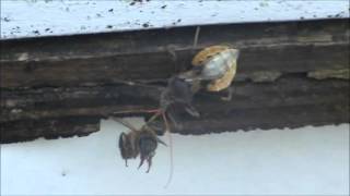 Honeybee Falls Prey to Assassin Bug.