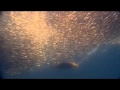 Dolphins The Wild Side