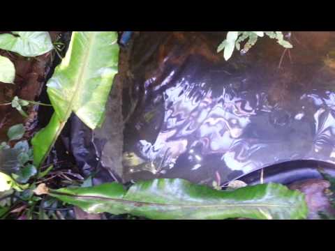 Barracuda pumps, delivering undesirable