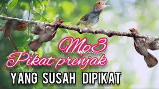 Download lagu MP3 Prenjak Kepala merah Yang Susah Dipikat mp3