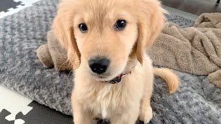 オテの練習をするゴールデン子犬が可愛すぎて死んだ