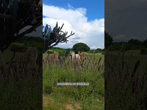 A MAGIA DO SERTÃO NO INVERNO ESTAMOS  NA LOCALIDADE  UMBURANA INTERIOR DE ITAINOPOLIS PI