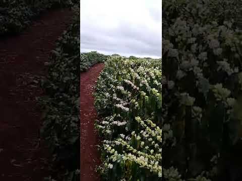 Cafezal florido em Cornélio Procópio Pr