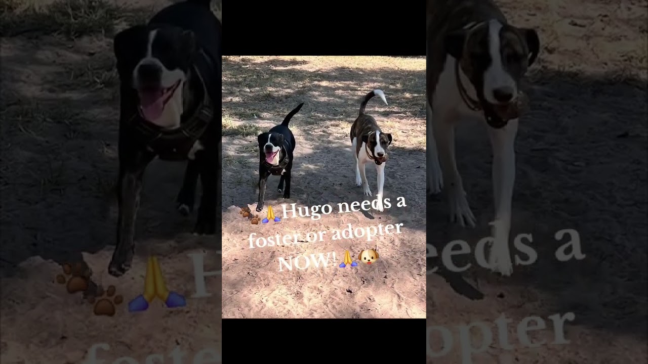Enlarge Hugo, a Adoptable mixed breed in Tomball, TX video 6/6