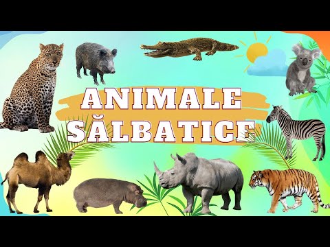 Invata Animalele Salbatice - JOC cu animale