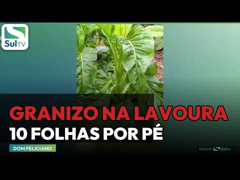 Granizo destrói lavoura de tabaco em Dom Feliciano | SulTV