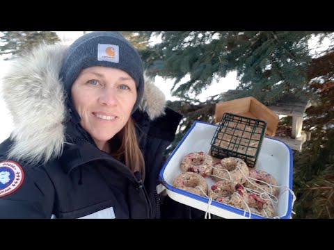 DIY Suet Cakes for Hungry Wild Birds & Backyard Chickens (extra protein for winter!)