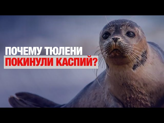 Непогода выгнала на сушу