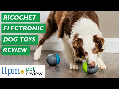 petsafe ricochet dog toy