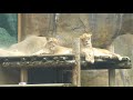 A DAY AT THE ERIE ZOO WITH SAFARILAND TRAIN RIDE 4K