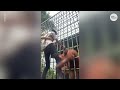 Urangutan Grabs Man in Indonesian Zoo