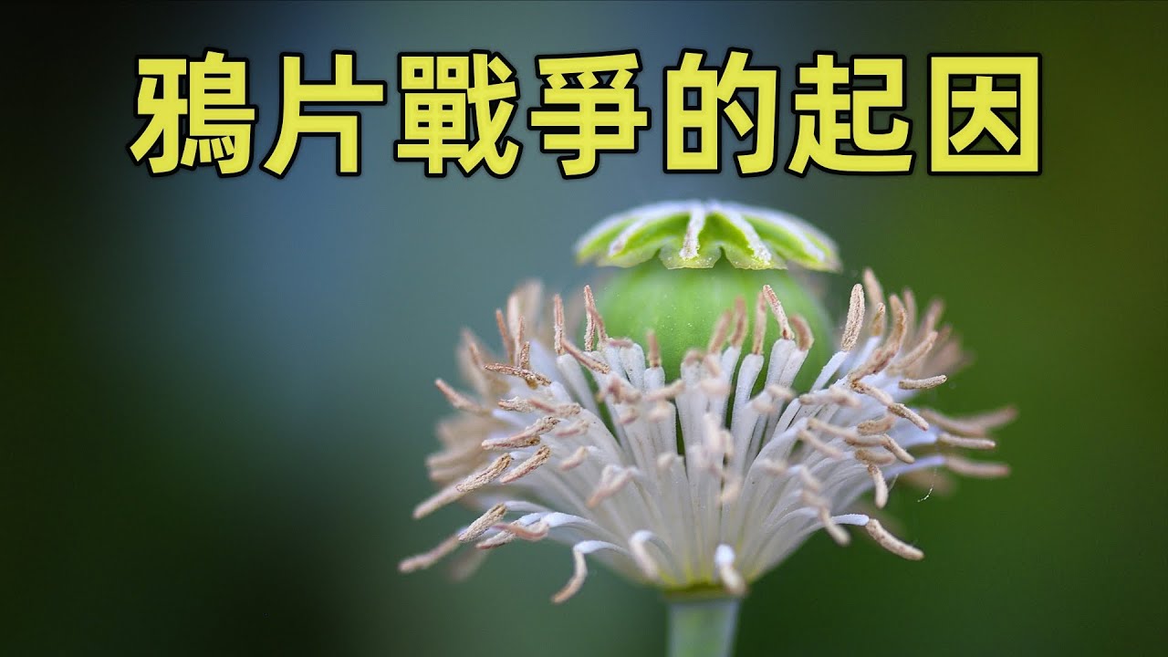 鴉片戰爭（2）| 20分鐘看懂鴉片戰爭的起因 | 茶葉、白銀和鴉片