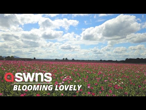 Glorious video show miles of poppies blooming across the English countryside | SWNS