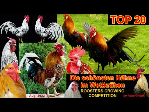 Most beautiful roosters crowing compilation - Various chicken breeds from Phoenix to Red Jungle fowl