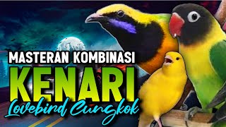Download lagu Kenari vs Lovebird vs Cucak Cungkok Buat Masteran Murai Batu biar Full Isian mp3 Download lagu Kenari vs Lovebird vs Cucak Cungkok Buat Masteran Murai Batu biar Full Isian mp3