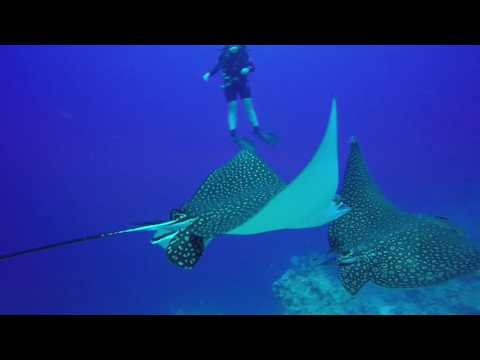 Aquile a Sharm El Sheikh