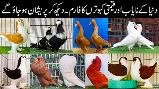 World Most Beautiful and Rare Fancy Pigeon  Top 10