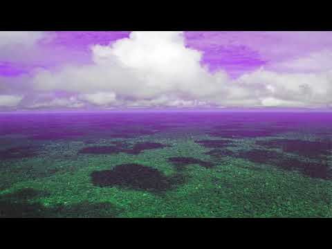 Marc Burt - Amazonia